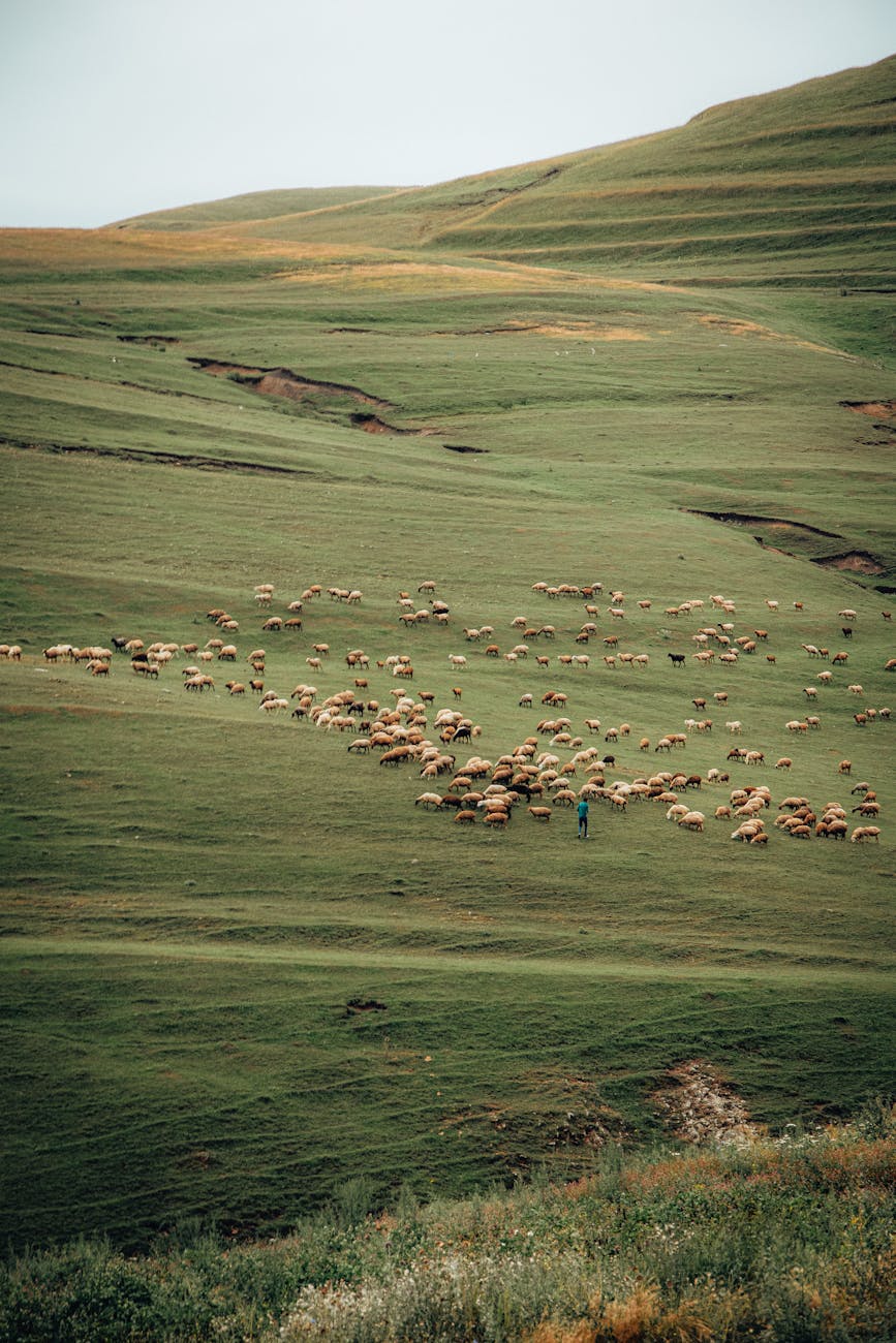 Sheep being herded across a green hillside